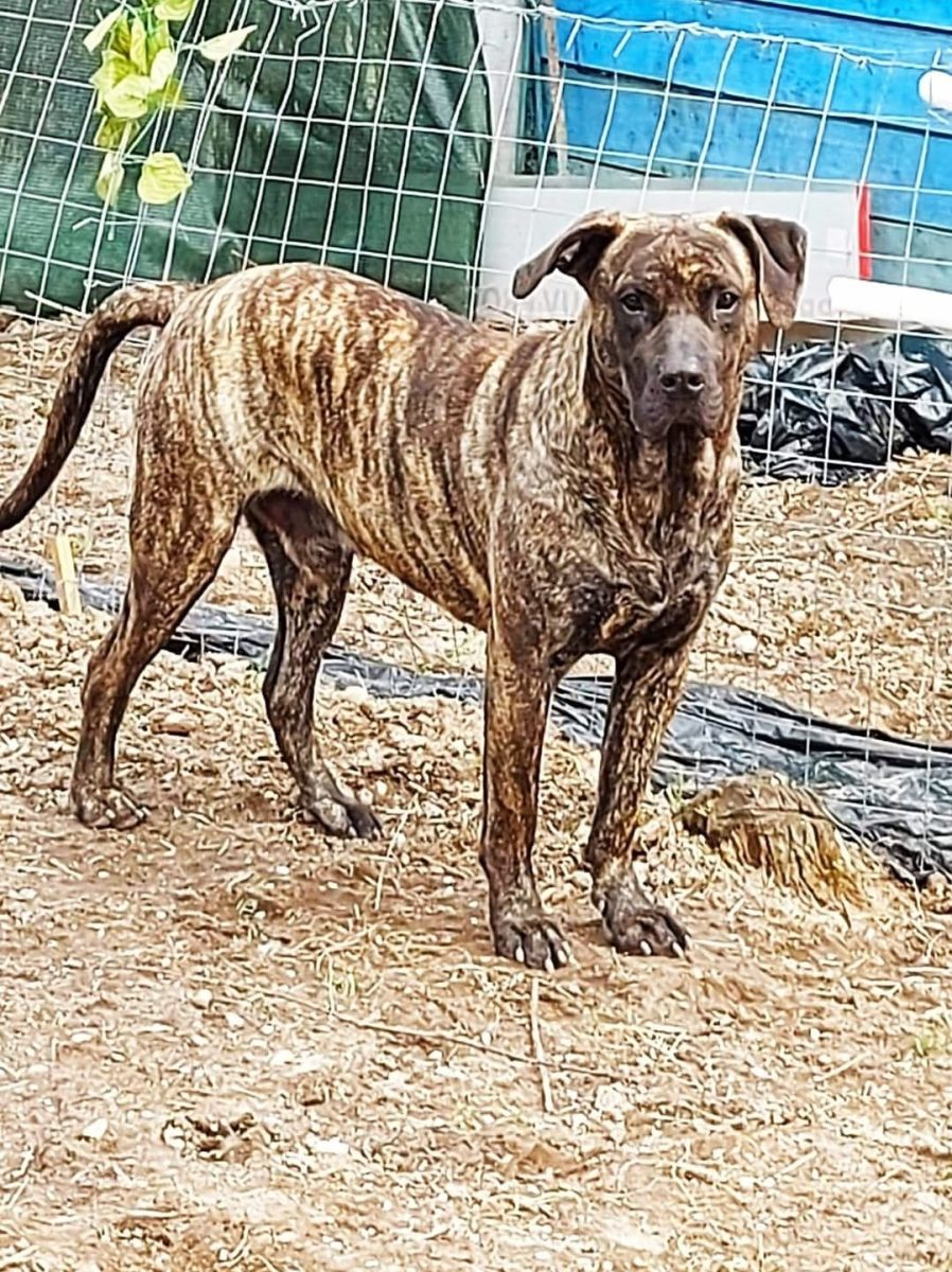 Donez câine de rasă Presa Canario