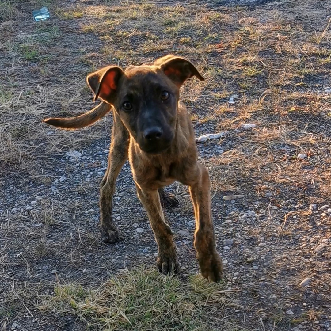 PUIUȚ DE CAȚEL urgent‼️‼️