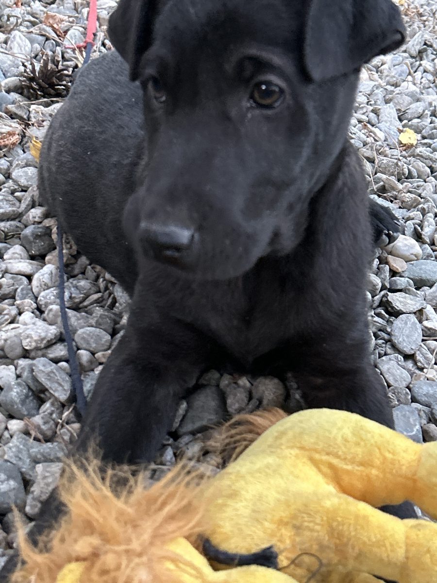 Ofer un catelus metis, iubitor si jucaus pentru adoptie