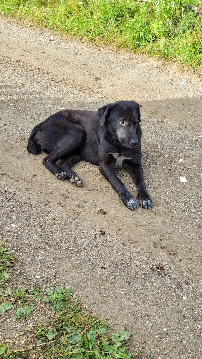 Se cauta preluare/adoptie pentru o uriasa cu suflet bland