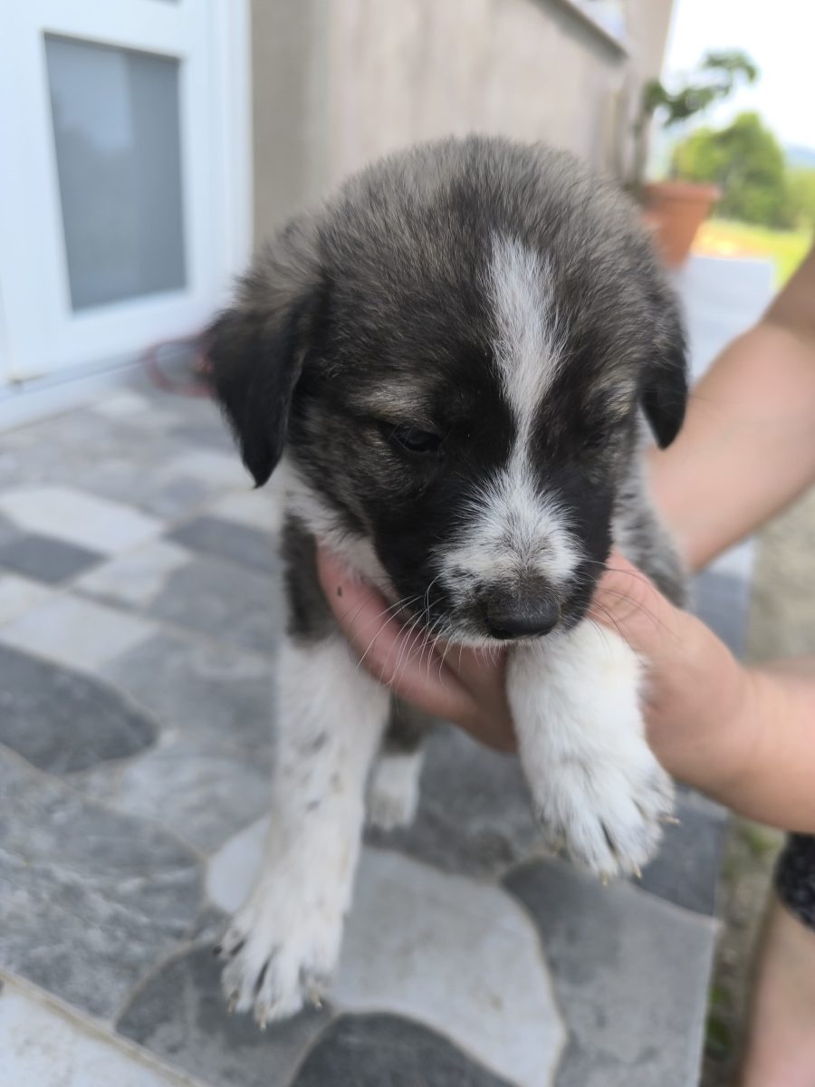 Cățeluși care își caută o familie