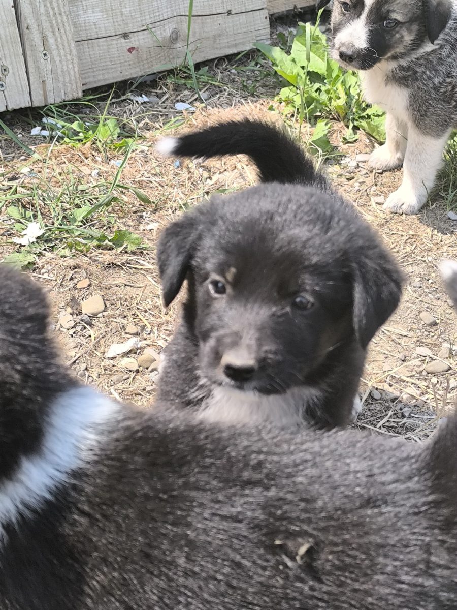 Căței care își caută o familie