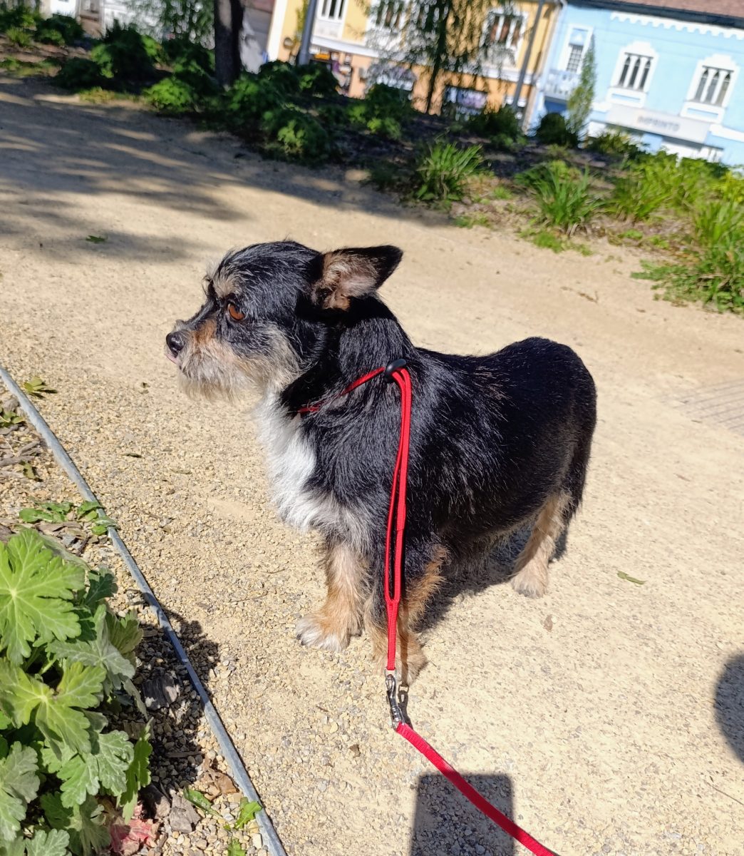 Cățelușa iubitoare își caută stăpân