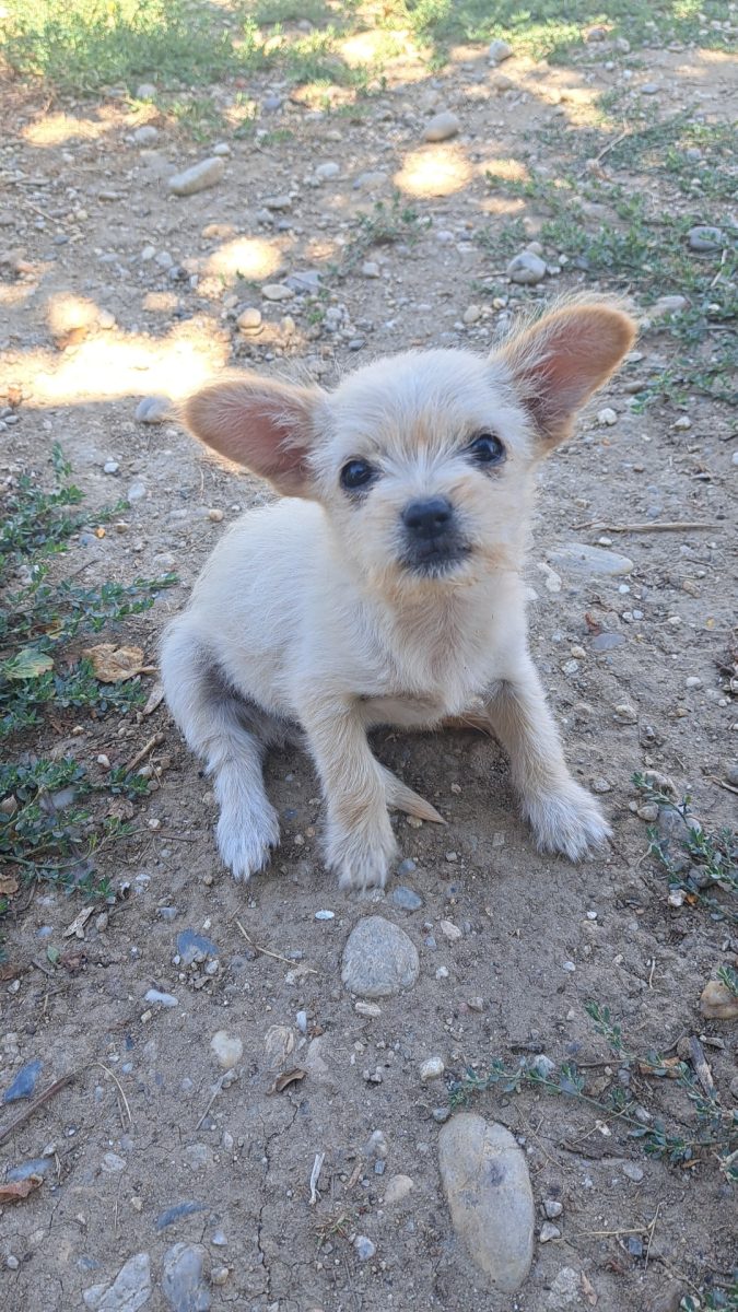 🐾 Două cățelușe adorabile de dat spre adopție! 🐾