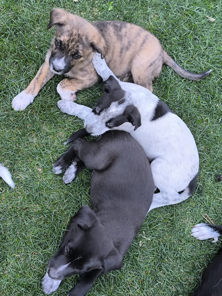 Pui metis spre adoptie