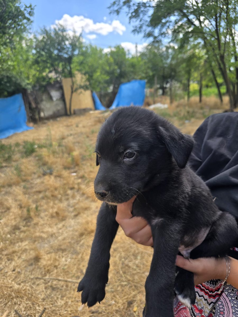 Adoptare urgentă: metiși cu Ciobănesc de Bucovina disponibili imediat pentru o familie responsabilă