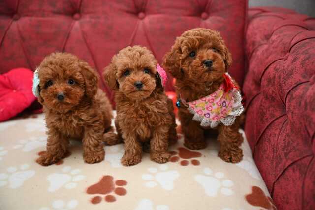 Pudel-caniche – juicy – tella