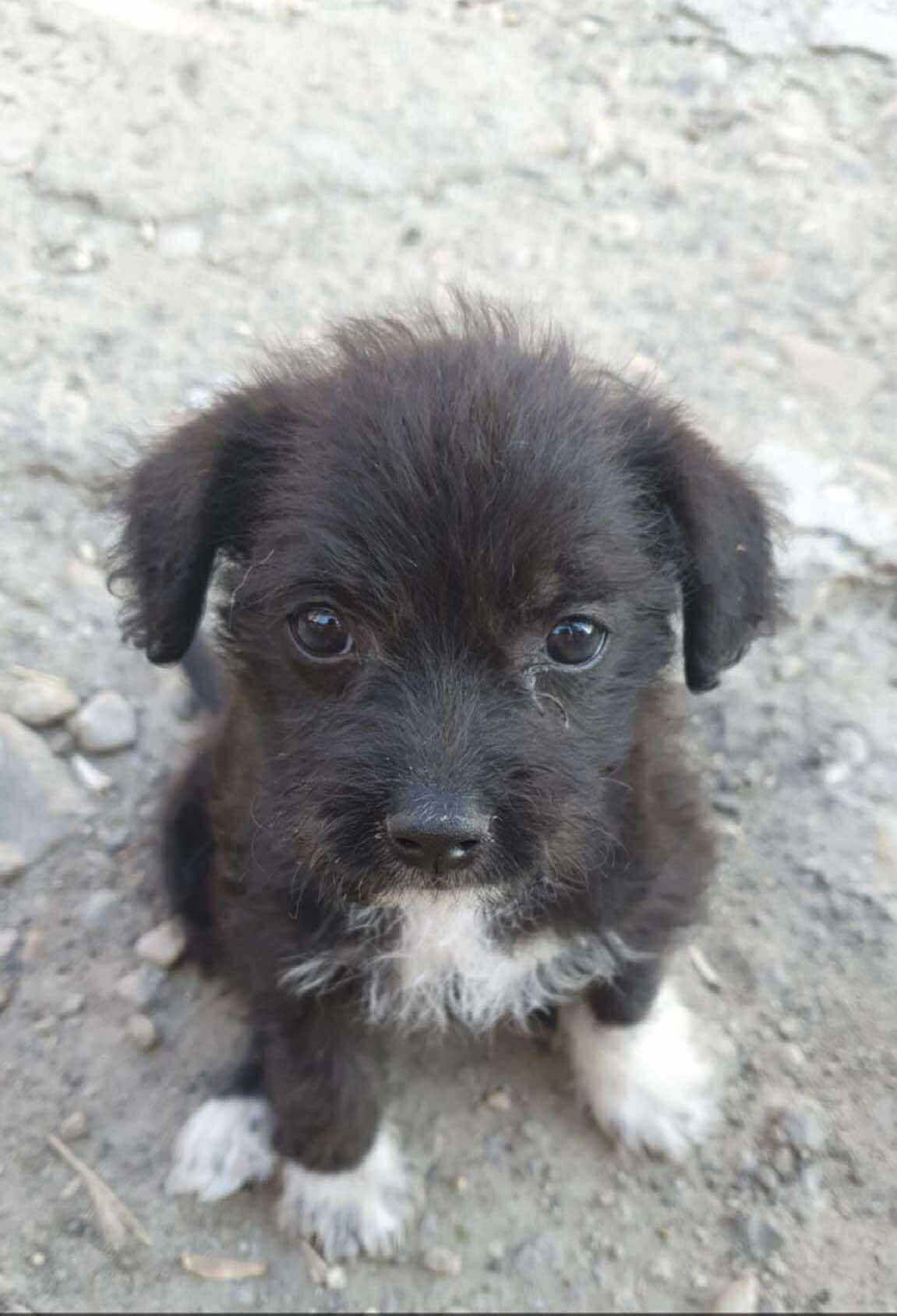 2 cățelușe își caută căsuța