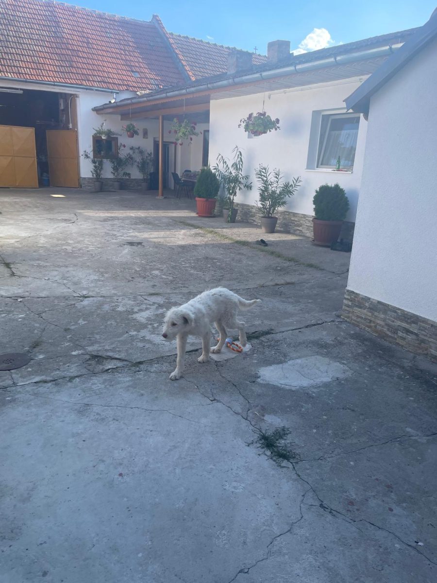 Fram caută familie iubitoare!