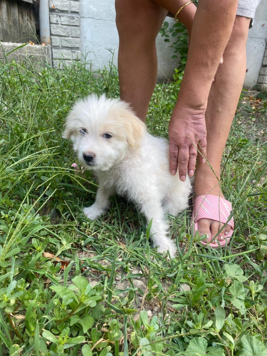 Pui de bichon