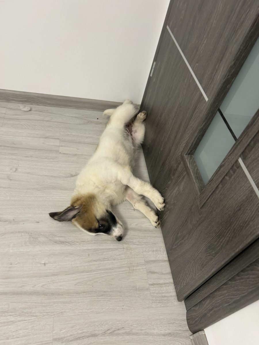 Lucky este în căutare de familie