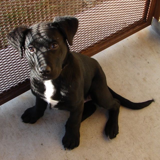 Pui Amstaff – American Staffordshire Terrier -8 săptămân, vaccin