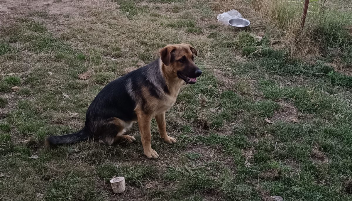 Cățel 7 luni