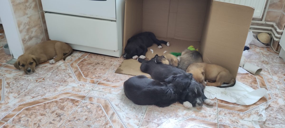 Catei spre adoptie