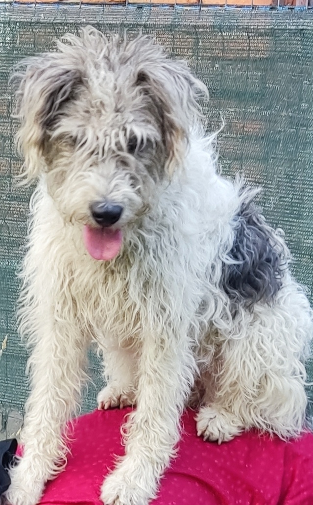 Ofer spre adopție