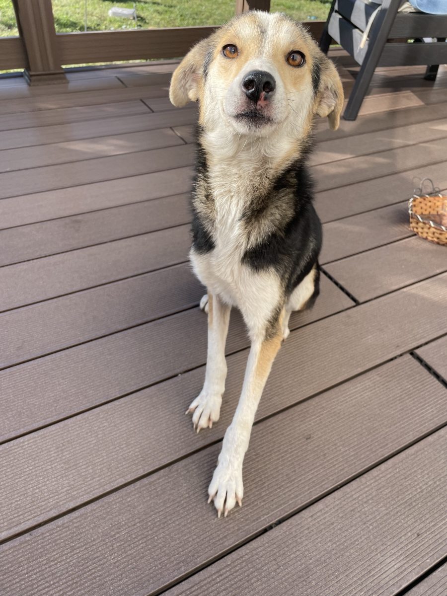 Cățelușă spre adopție 🥹