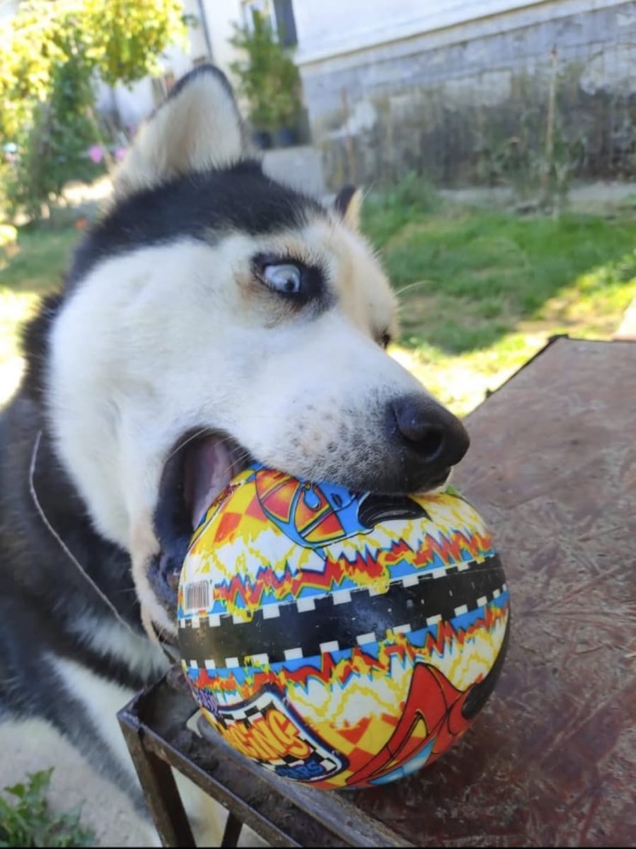 Thor – Husky Siberian