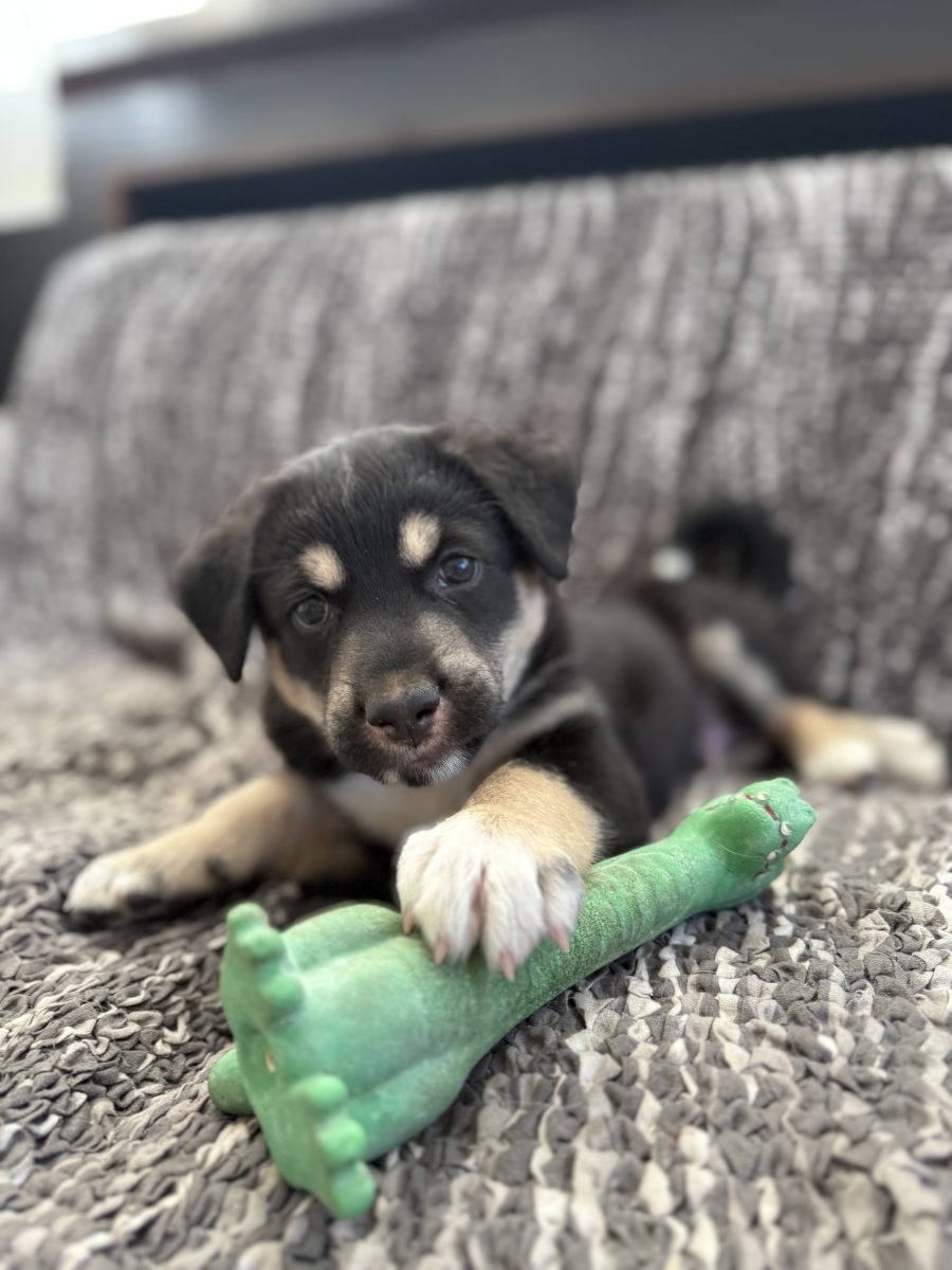 Adopta un suflet pentru o viata frumoasa