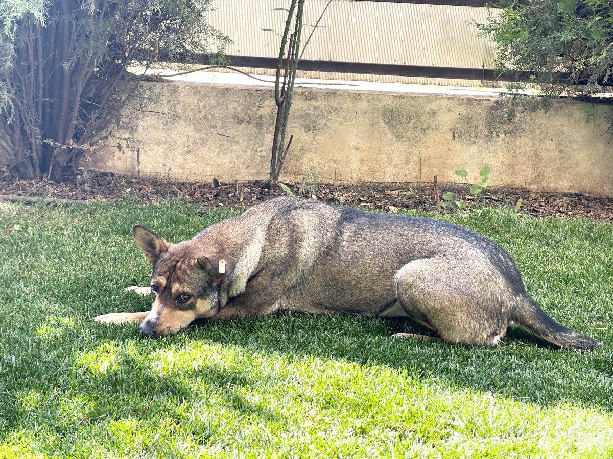 Fetita isi cauta un suflet bun . Ofer spre adopție o cățelușă blândă și jucăușă – caută o familie iubitoare!
