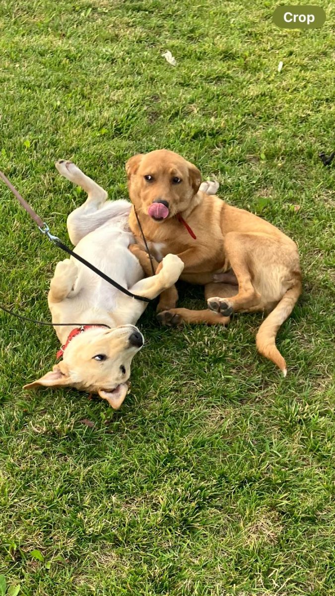 IMPREUNA –  pentru adoptie-