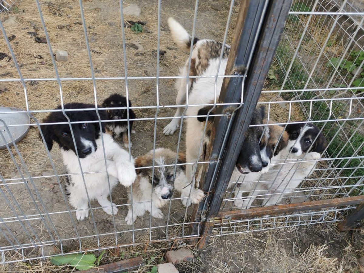 5 cățeluși masculi vor să fie adoptați