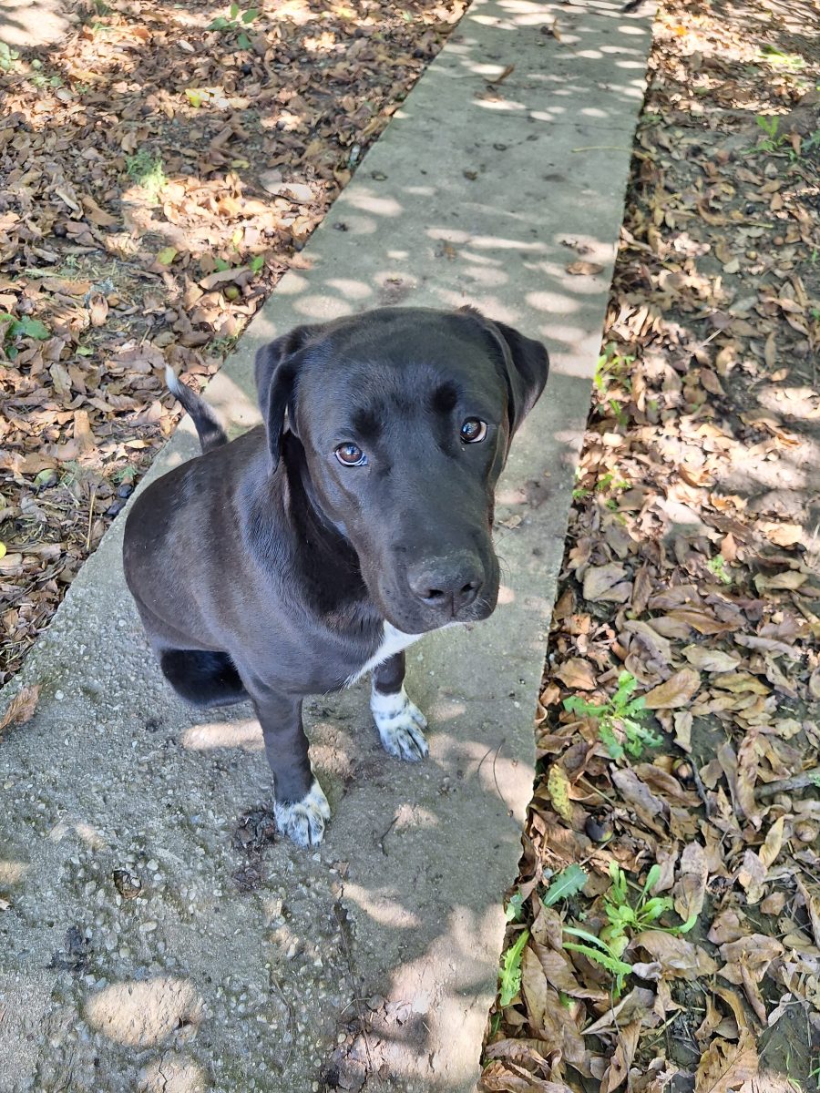Oreo