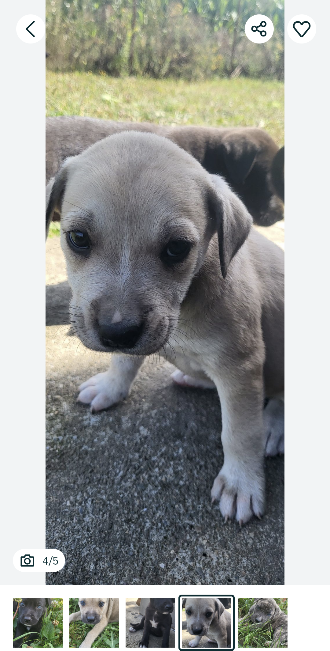 Femelă adorabilă de 2 luni