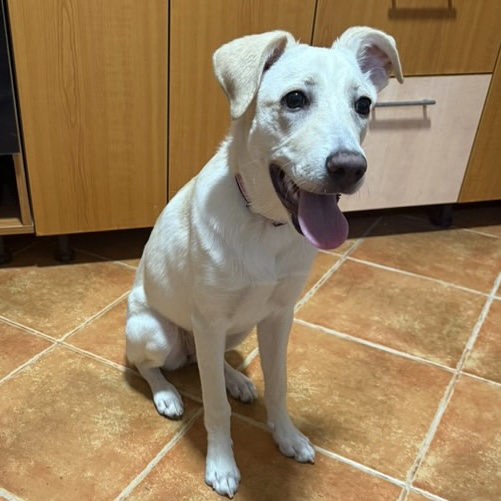 Caine Labrador Spre Adoptie