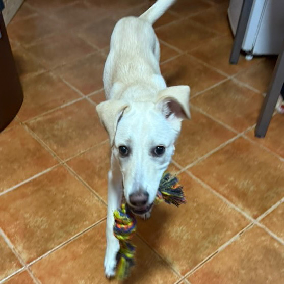 Caine Labrador spre adoptie
