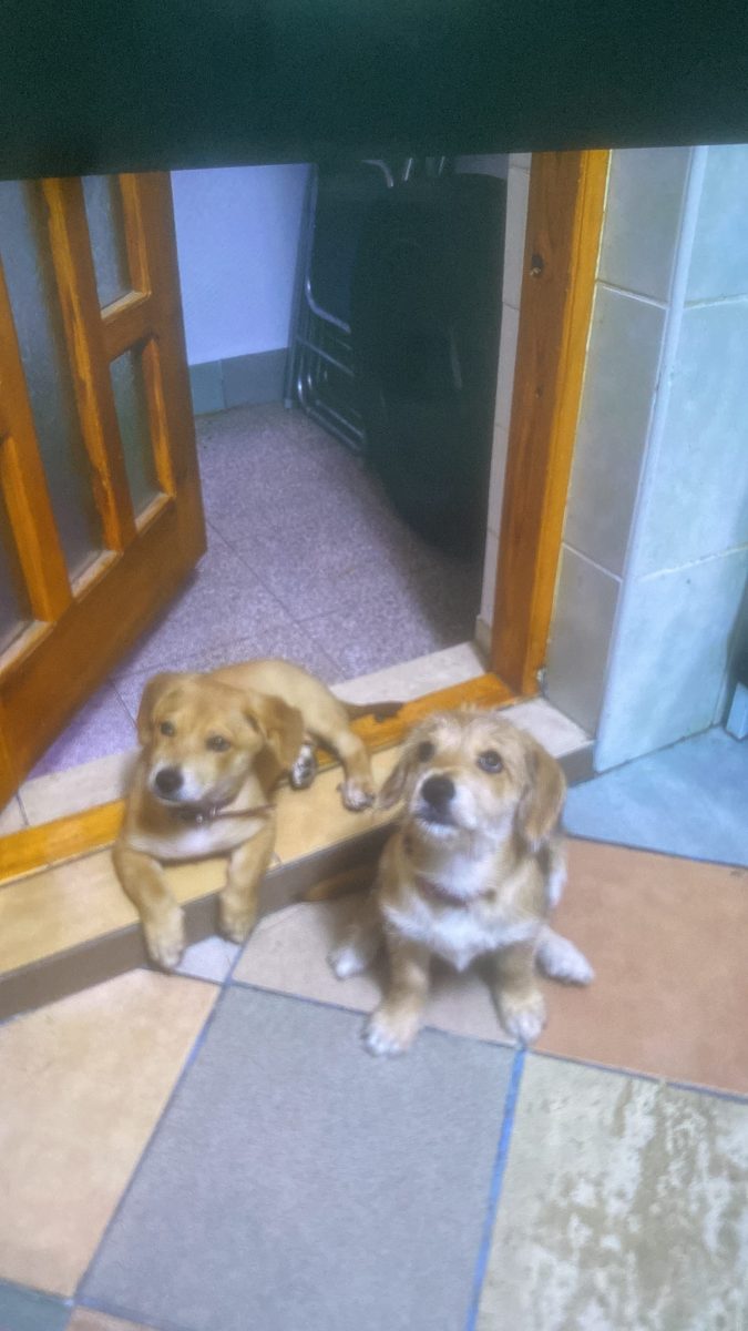 4 frățiori de 2 luni vor o familie iubitoare