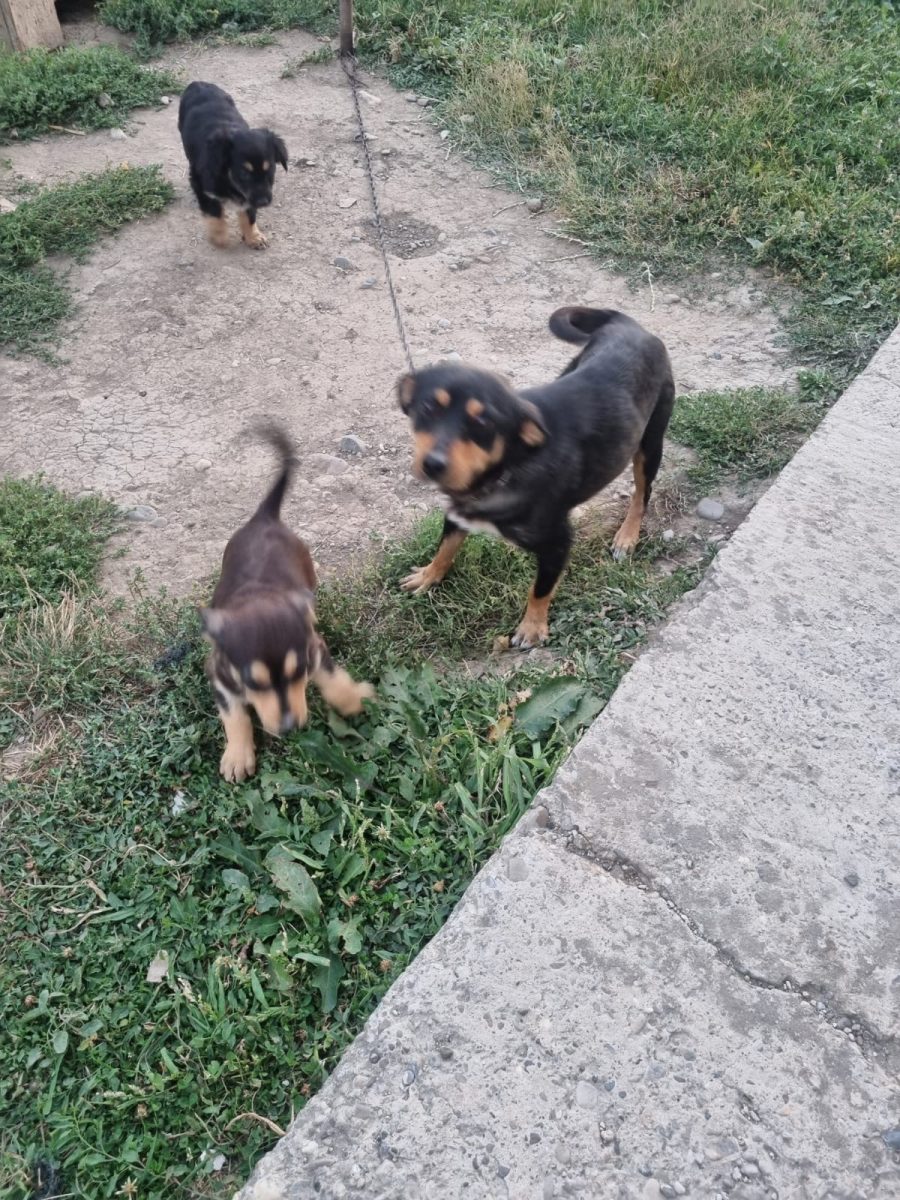 Donez catei talie mica