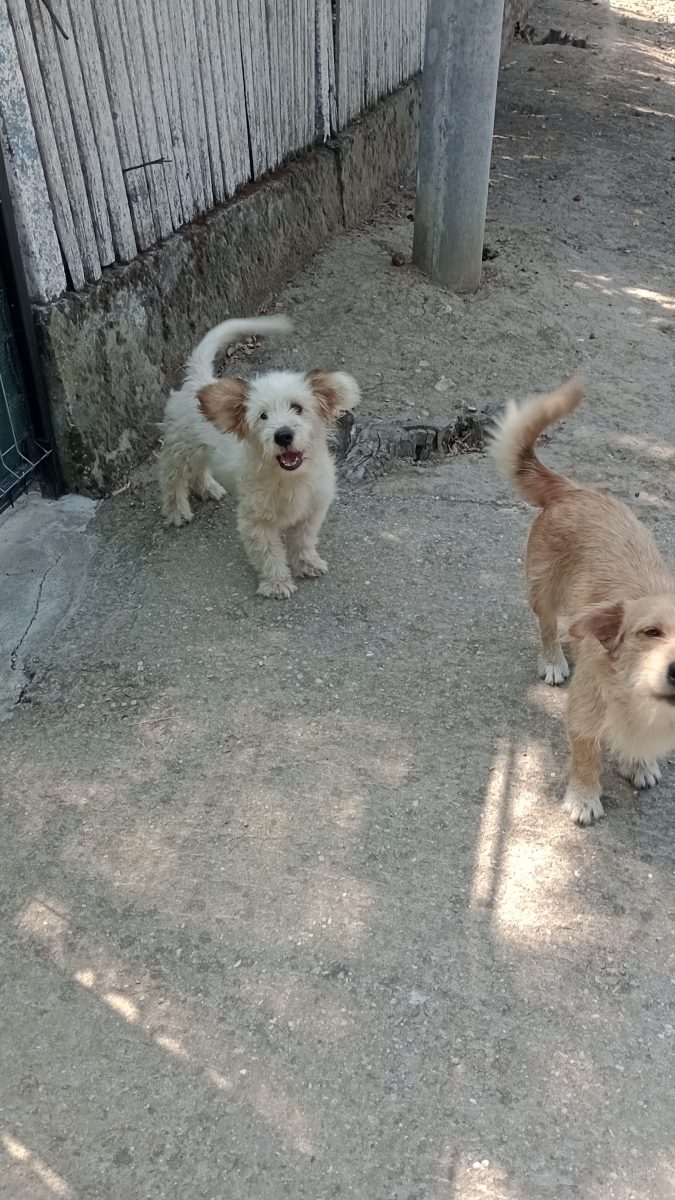 Căței orfani au neapărată nevoie de stapani