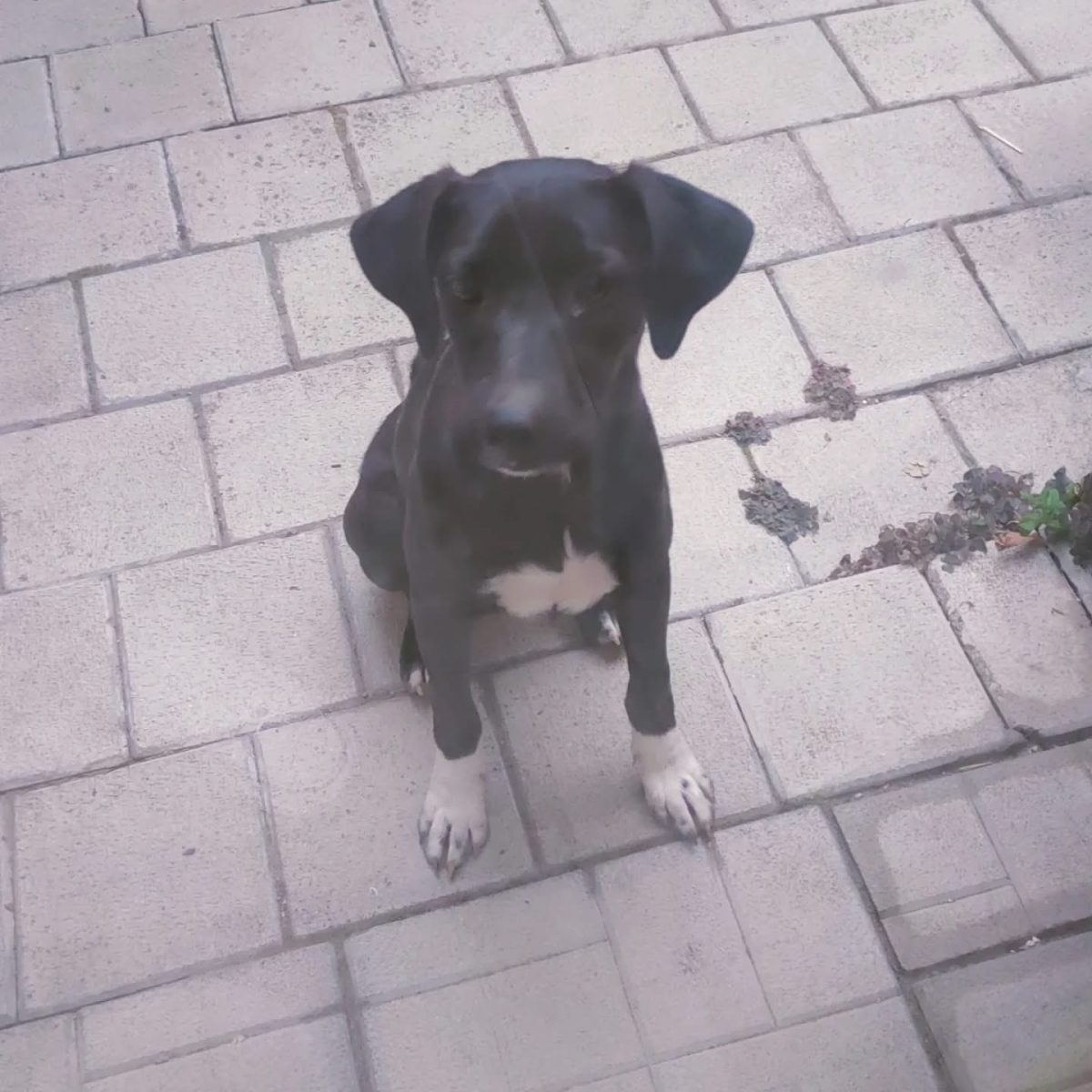 Cățel jucăuș caută familie iubitoare