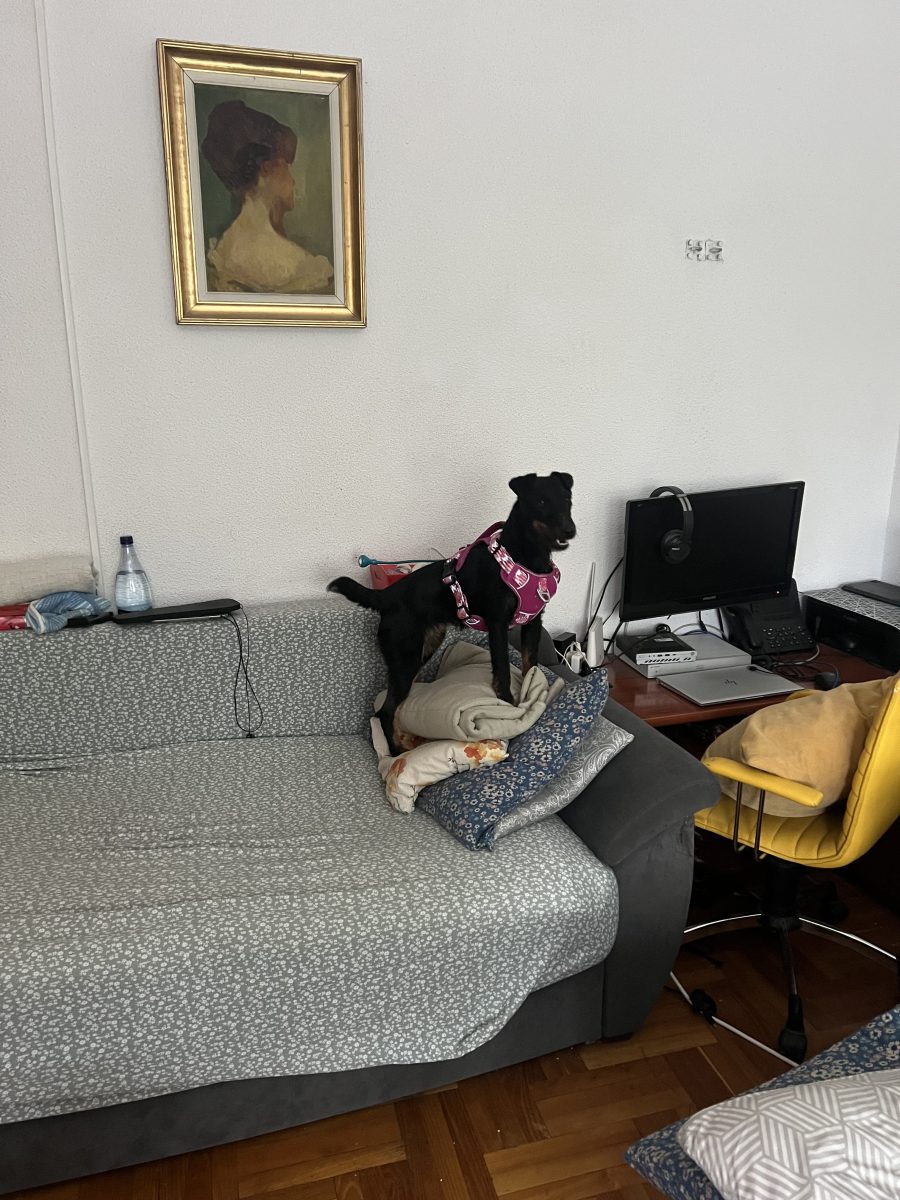 Femela JugdTerrier
