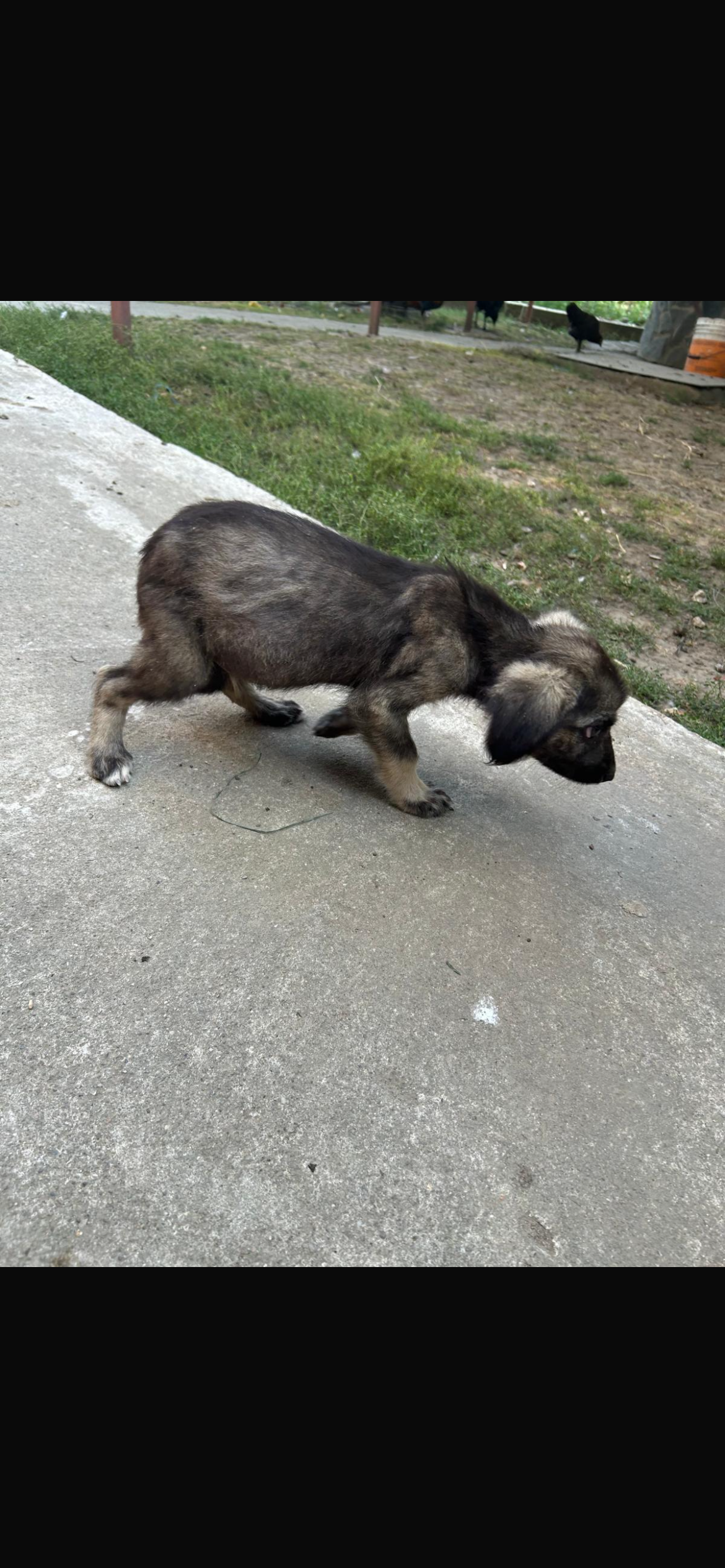 Ofer spre adoptie pui de catel 3 luni bland si jucaus
