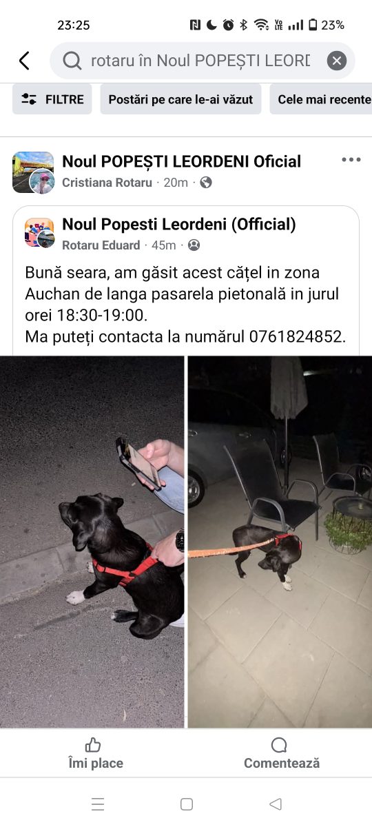 Adopție cățel
