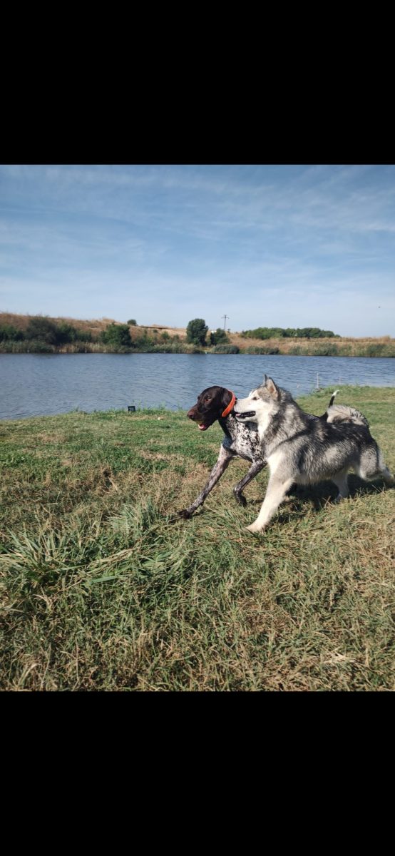 Husky gasit ilfov/zona voluntari maineasca