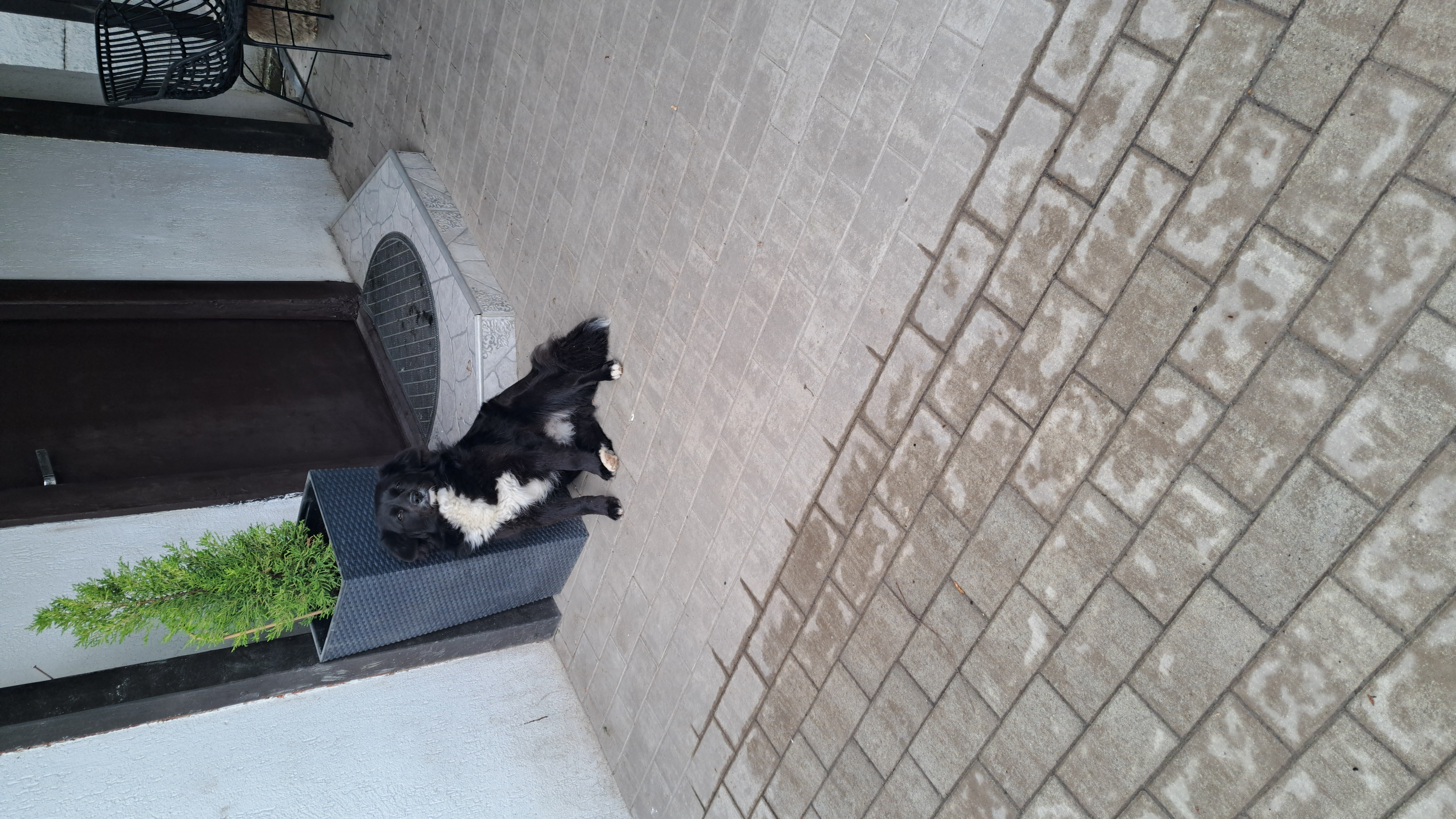 Metis Border Collie