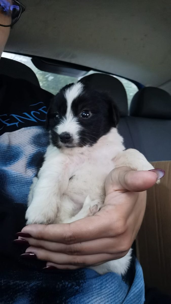Ofer doua cateluse spre adoptie (aproximativ 2 luni varsta)