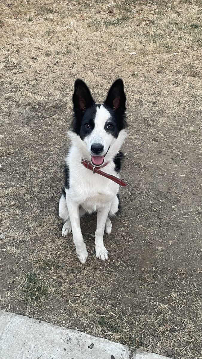 🐾 Spre adopție – Border Collie metis ciobănesc, 11 luni, energie și iubire cât cuprinde! ❤️