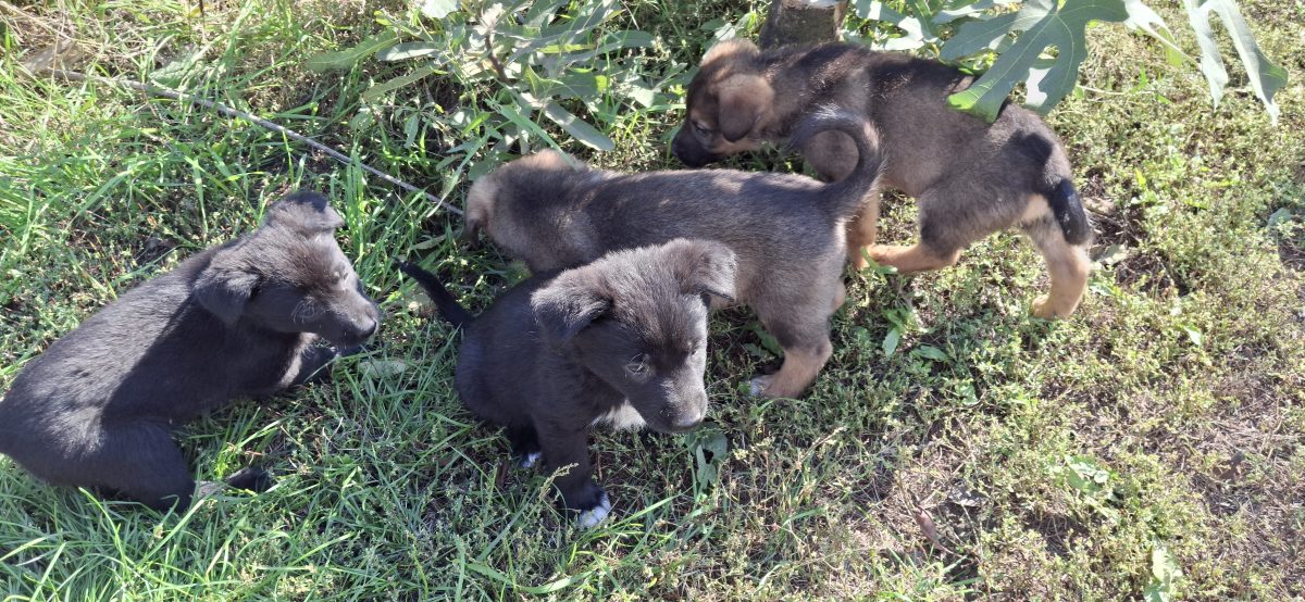 6 cățeluși 3 fete 3 baieti