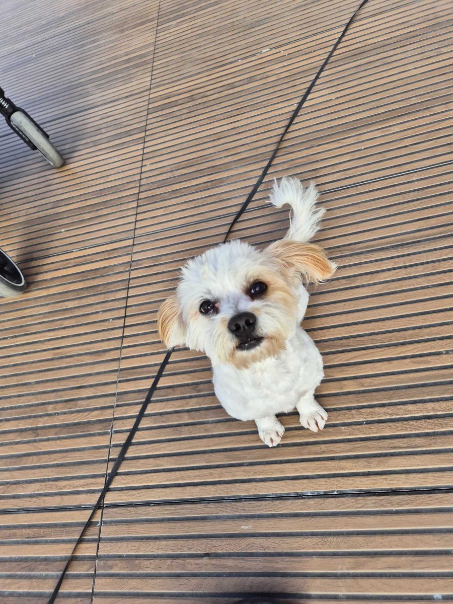 Teddy si Charlie
