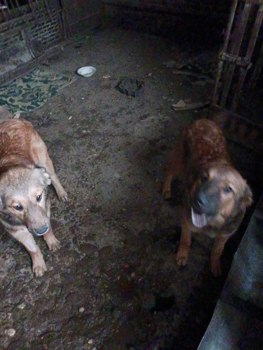 Adopta un catel