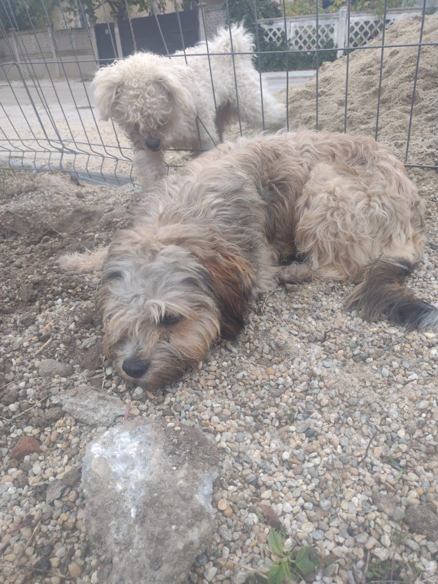 Bună dimineața Donez cățea bichon havanez are 1 an jumate