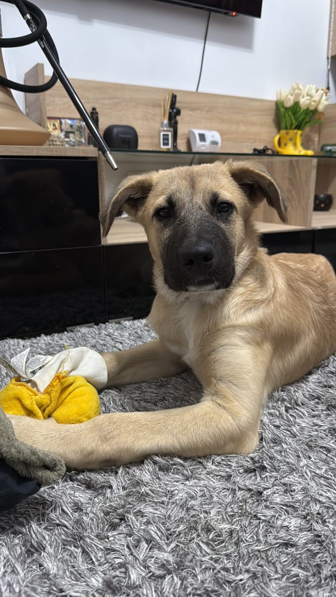 Scooby, 5 luni, baiat, vaccinat si deparazitat