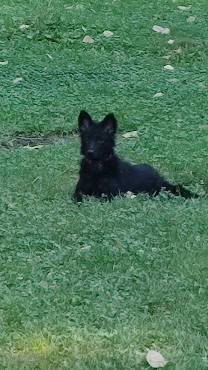 Maya, cățelușă salvată din pădure