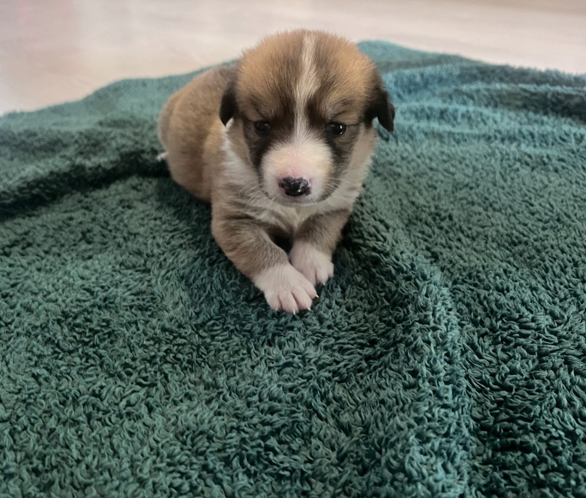 Nala isi cauta casa ei buna