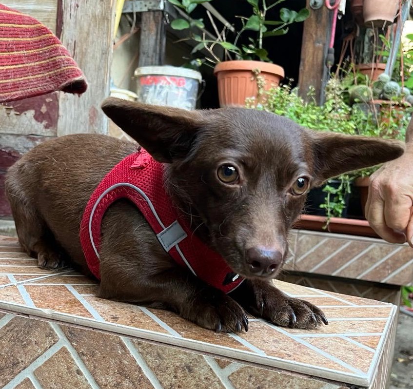 Catelusa metis chihuahua