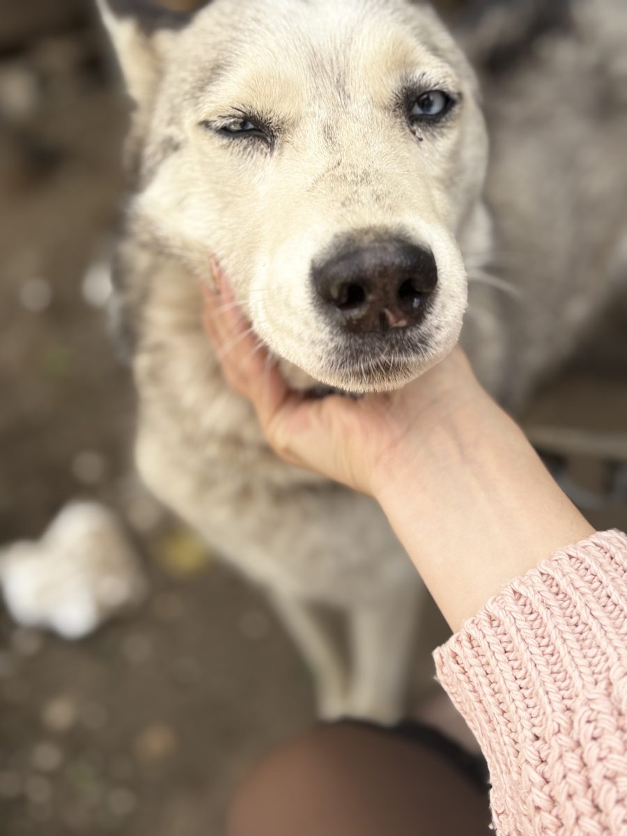 Husky femelă spre adopție – 2 ani, gestantă (mix Husky–Malinois) – Mircea Vodă