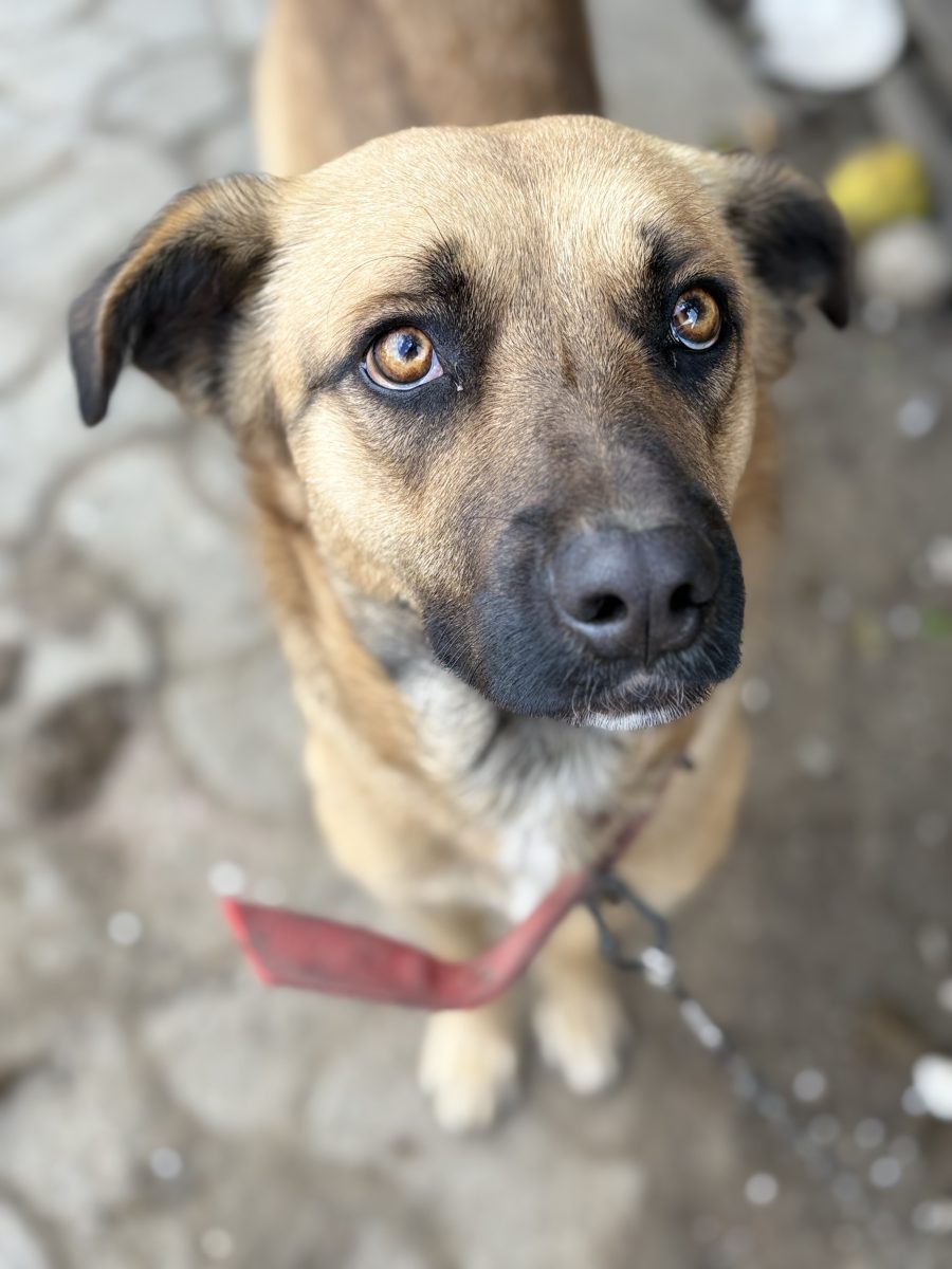 Câine mix Malinois spre adopție – blând, ascultător și foarte devotat 💛